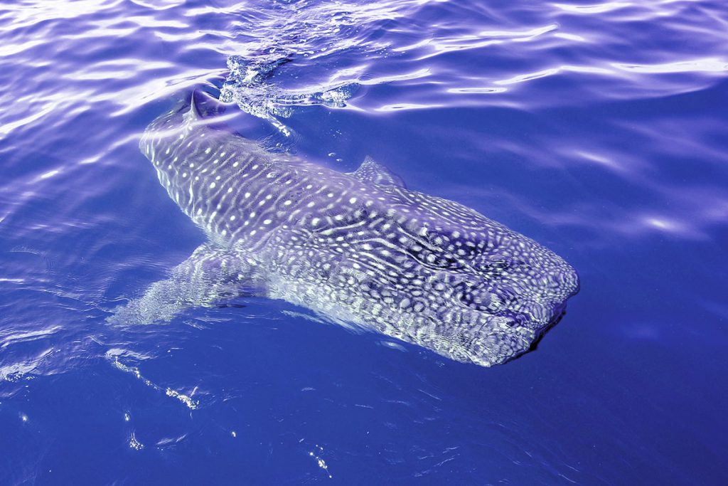 Squalo balena ripreso dall’alto mentre nuota vicino alla superficie nelle acque delle Filippine