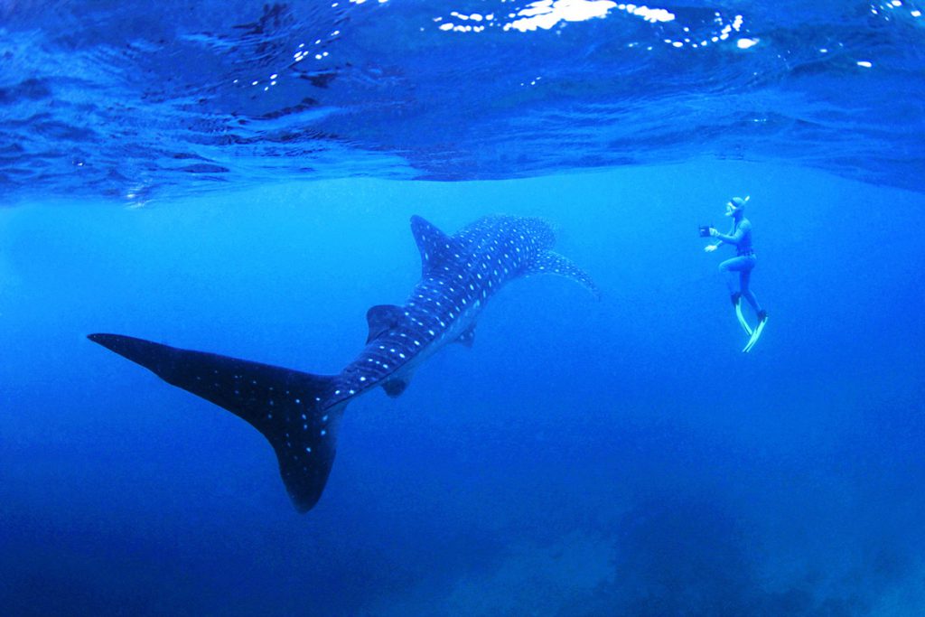Squalo balena e snorkeler in acqua limpida, osservazione in Filippine