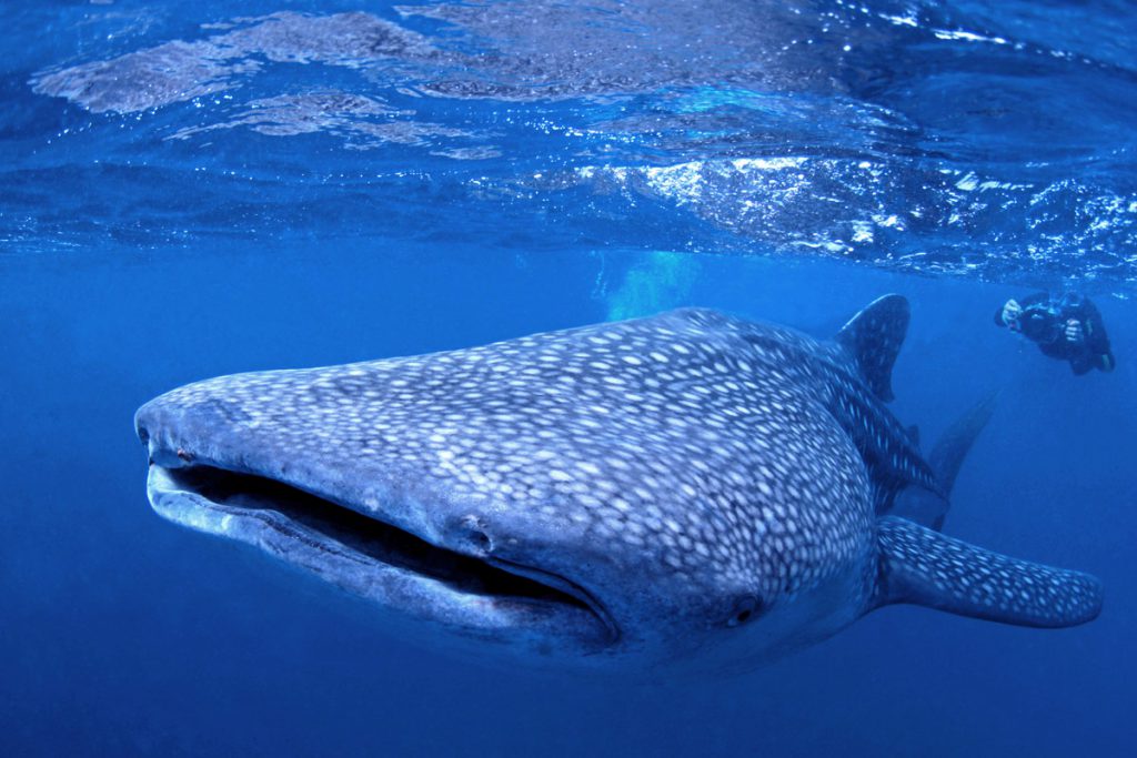 Squalo balena in primo piano con subacqueo sullo sfondo, immersione nelle Filippine