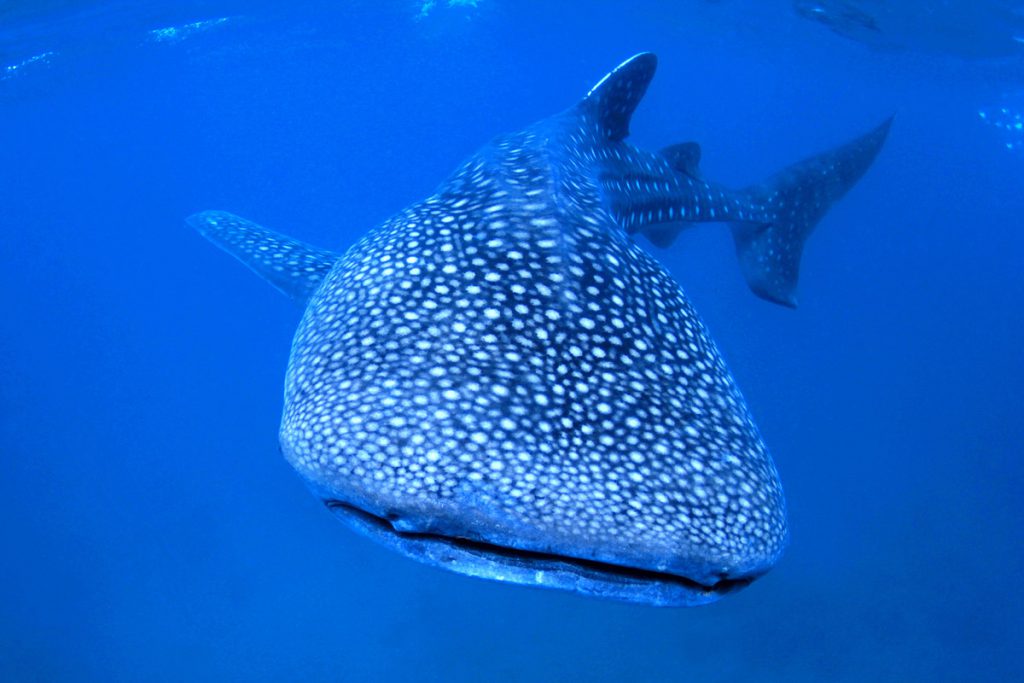 Vista frontale di uno squalo balena con il dorso maculato, durante immersione tropicale
