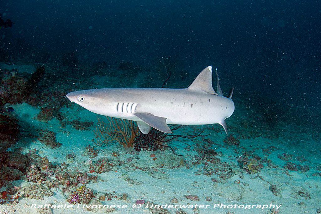 Squalo pinna bianca del reef (Triaenodon obesus) nuota sopra il fondale corallino