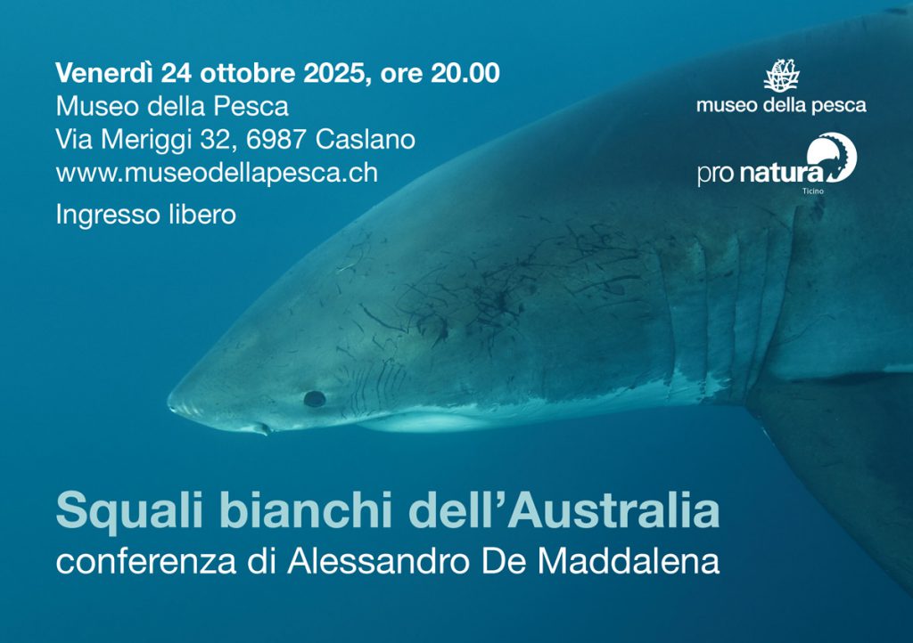 de maddalena squali australia caslano