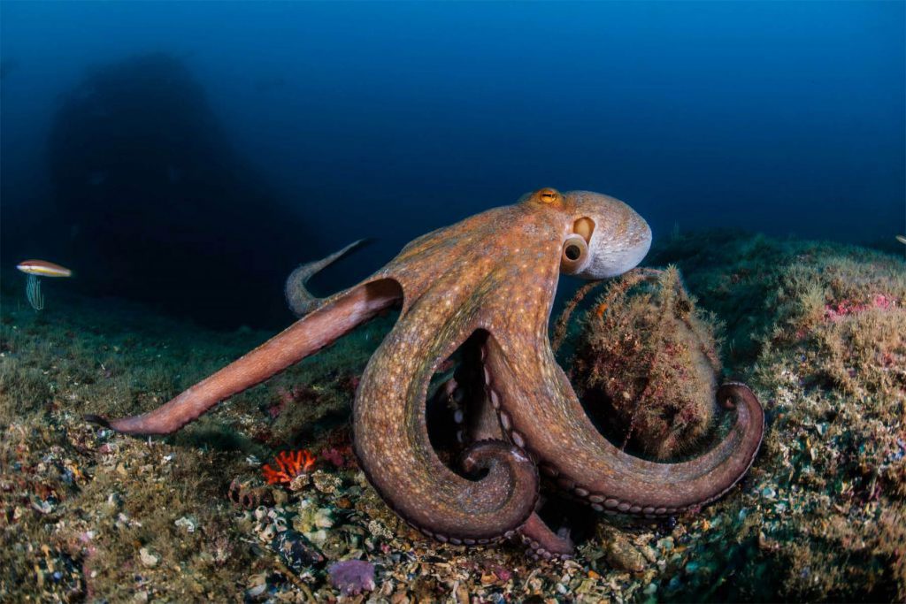 Les Illes diving center: un polpo in primo piano su un fondale roccioso sottomarino