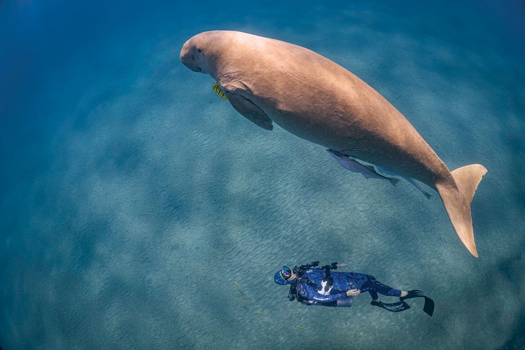 Subacqueo certificazione  Padi che nuota con dugongo.