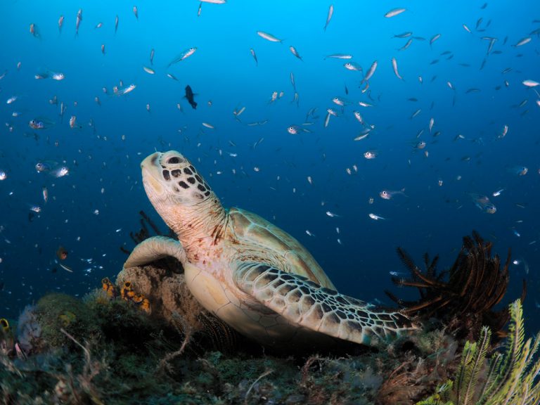 euro divers egitto utopia beach delfini 1 768x576