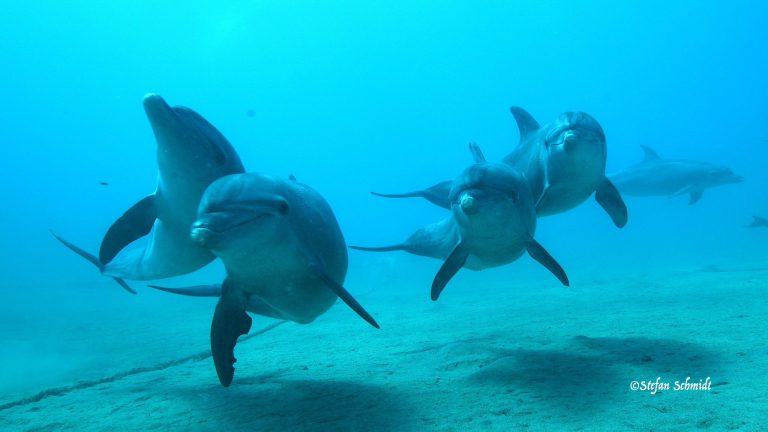 euro divers egitto utopia beach tartaruga 768x432