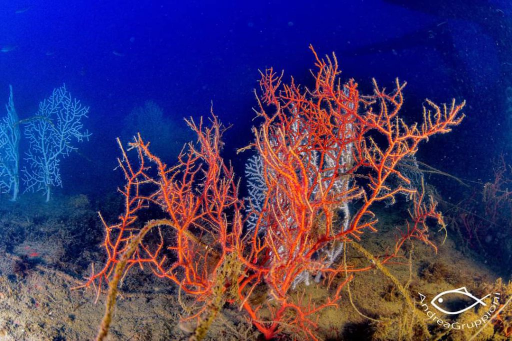 Colonia di gorgonie bianche (Paramuricea clavata) sul relitto della Concordia, foto subacquea di Andrea Gruppioni, immersione a 43 metri nel Golfo della Spezia.