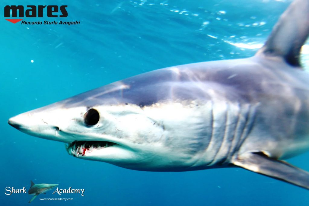 Mako pinne pettorali corte - Shark Week Sud Africa