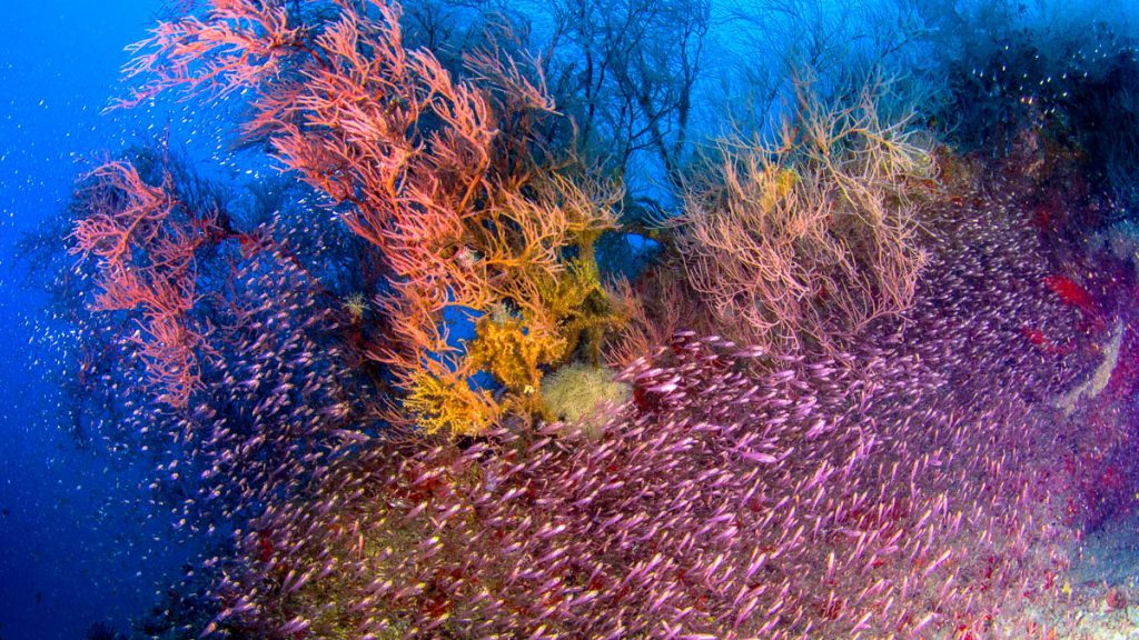 Banco di glassfish (Pesci vetro, Parambassis spp.) sopra una thila maldiviana ricoperta di gorgonie colorate. Questi ambienti sommersi rappresentano uno dei punti di massima biodiversità dell’arcipelago.