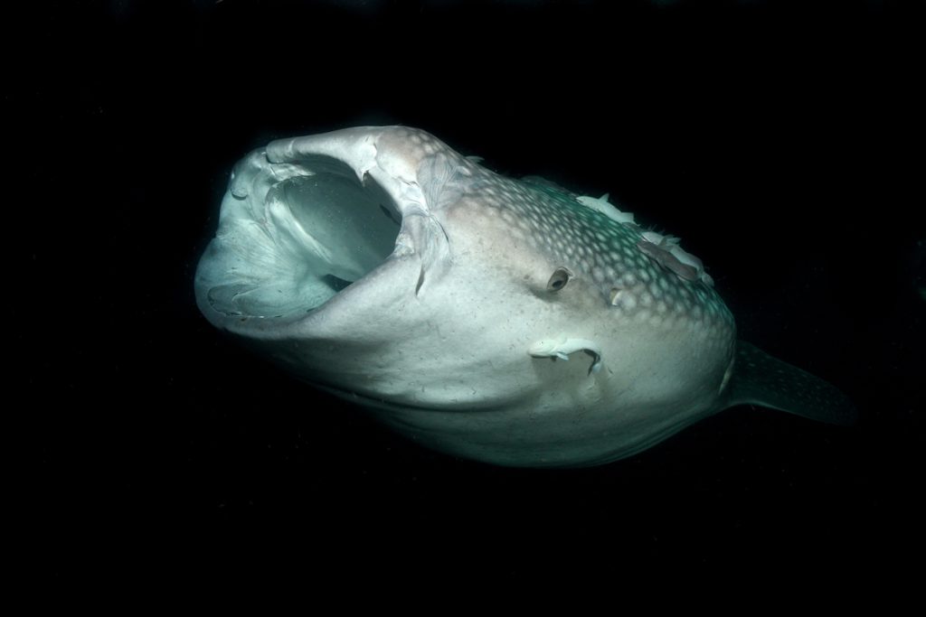 squalo balena crociera sub maldive