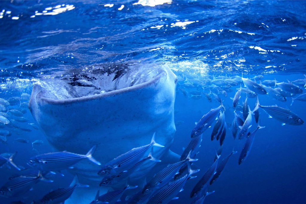 squalo balena pesci filtrazione acqua