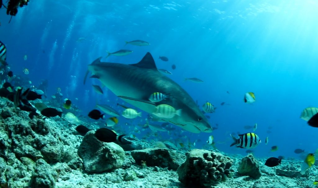 squalo maldive crociera gennaio