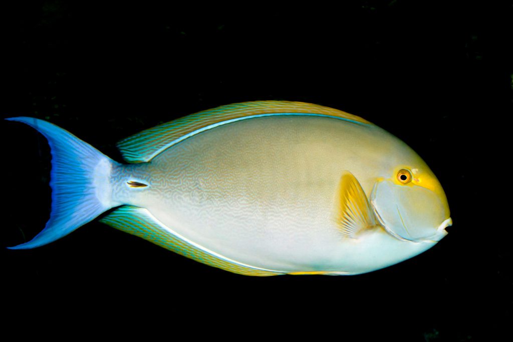 Acanthurus xanthopterus mediterraneo segnalazione confermata