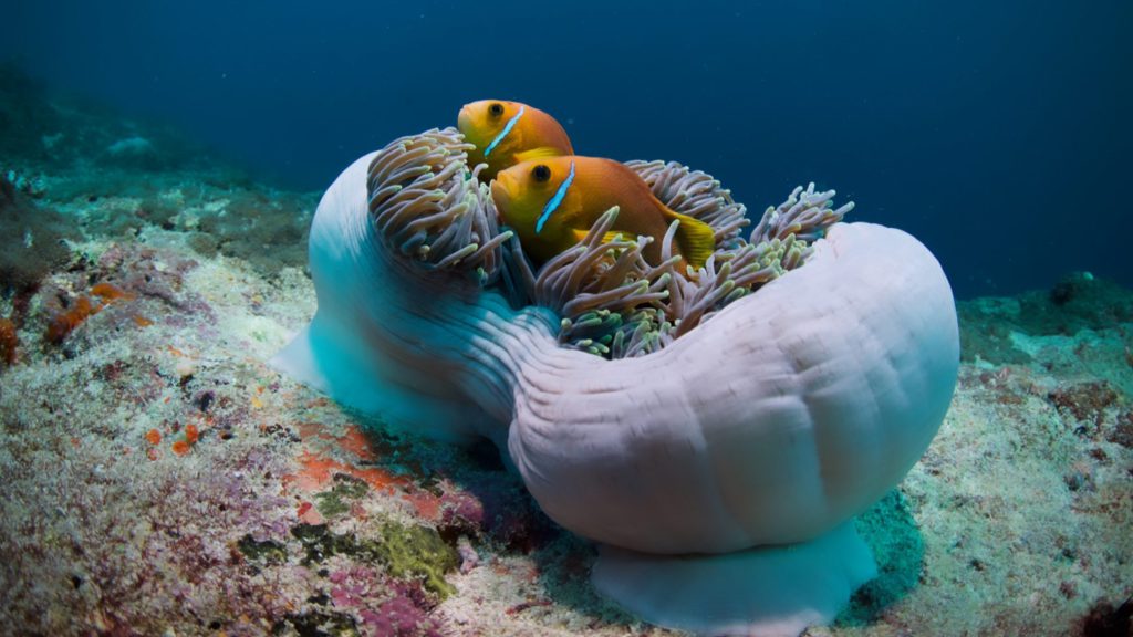 Anemone diving snorkeling barca maldive