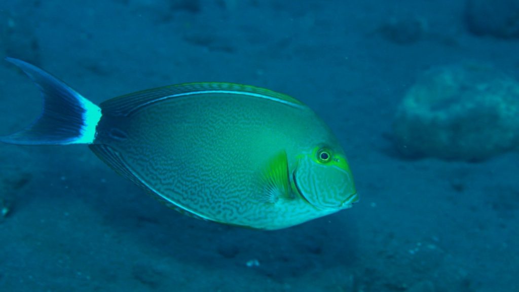 Pesce chirurgo yellowfin mediterraneo