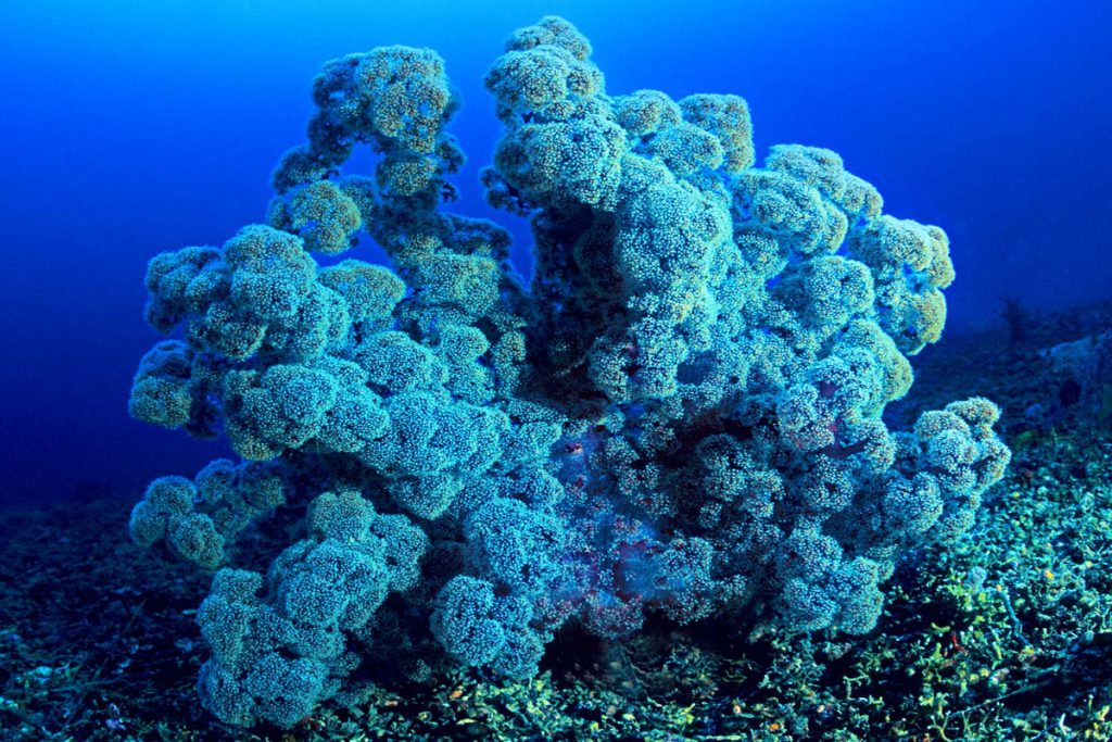 Grande alcionario con struttura ramificata, polipi aperti e colori pastello nelle acque di Menjangan, Bali.