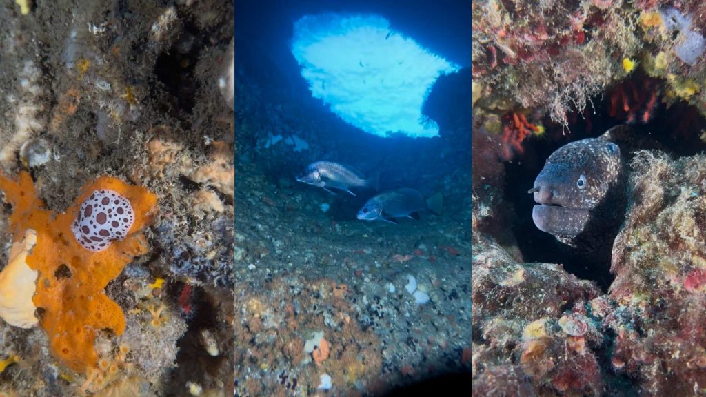 area marina protetta medas immersioni sub