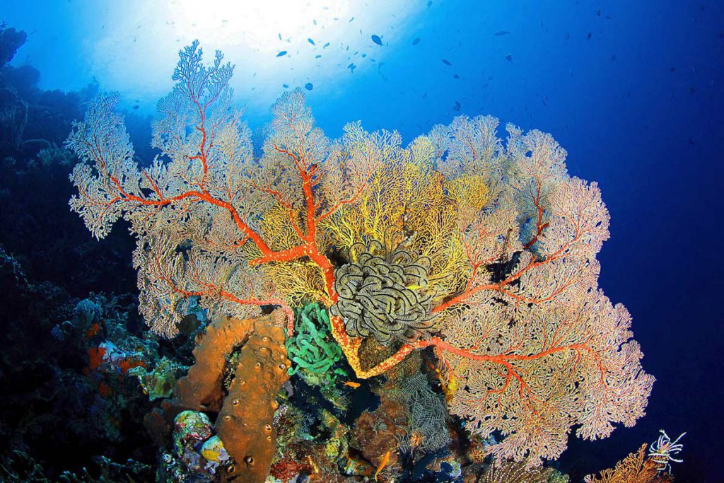 Gorgonia Melithaea gialla fotografata a Bali con banco di pesci fucilieri sullo sfondo, luce radente e dettaglio dei rami.