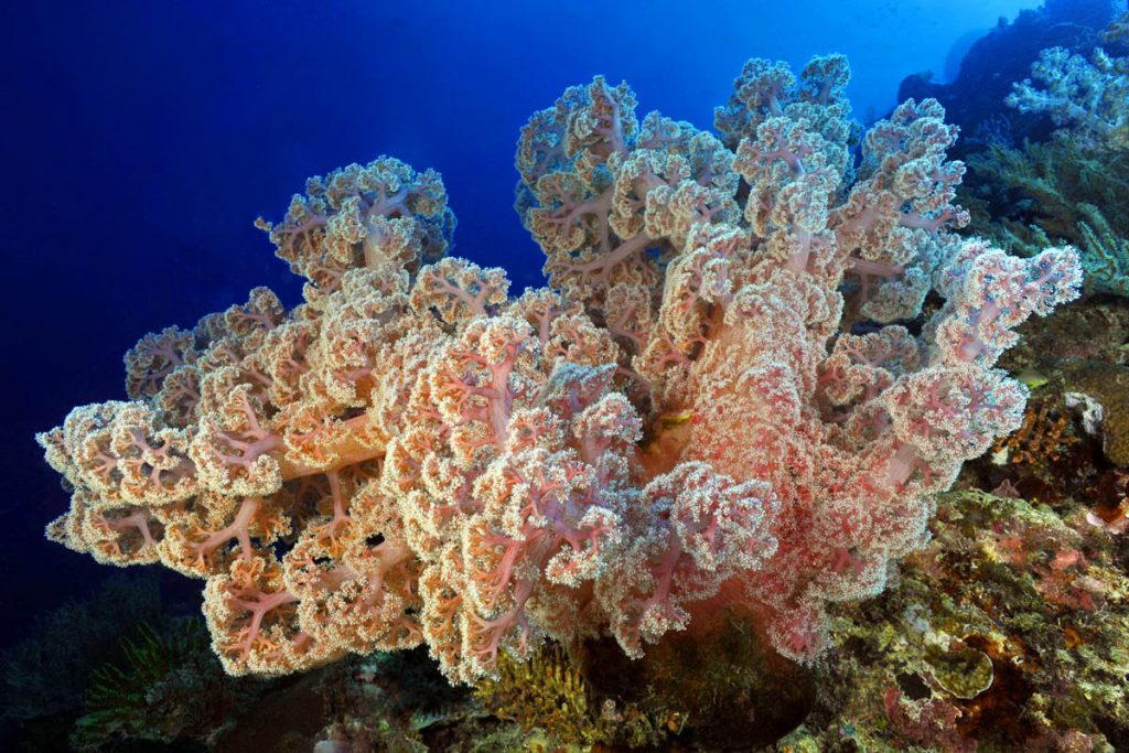 E per finire un altro grande alcionario di dimensioni incredibili e davvero spettacolare. Il mondo sottomarino è ricco di meraviglie che spesso sfuggono alla vista umana, nascoste tra le profondità degli oceani. Tra queste, gli alcionari si distinguono per la loro straordinaria bellezza. Questi coralli molli non solo aggiungono grazia ai fondali marini, ma svolgono anche un ruolo cruciale nel mantenimento della biodiversità. In un ecosistema sommerso che pullula di vita e mistero, le gorgonie e gli alcionari si impongono come autentiche primedonne del paesaggio marino. Con le loro forme sinuose, i colori accesi e la loro danza perpetua con le correnti, rappresentano uno dei più straordinari spettacoli della Natura.