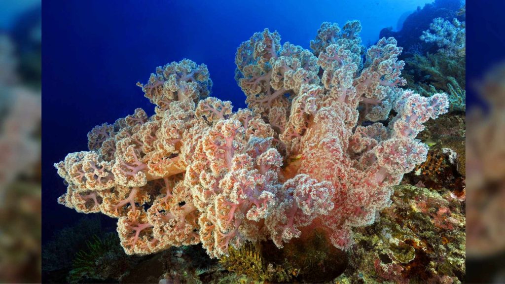 gorgonie alcionari fondali protagonisti