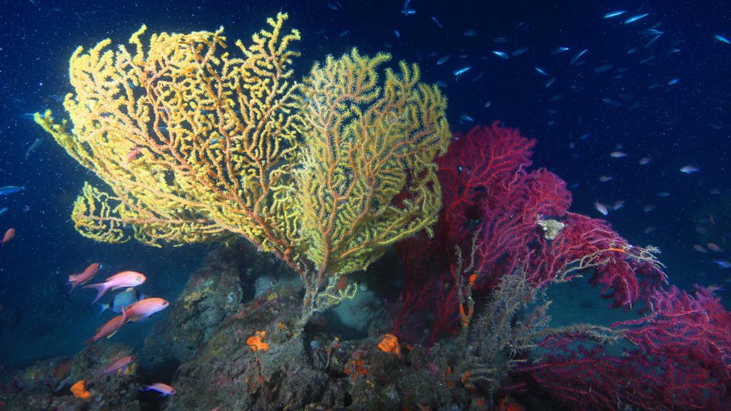 immersione secca due balconi arenzano