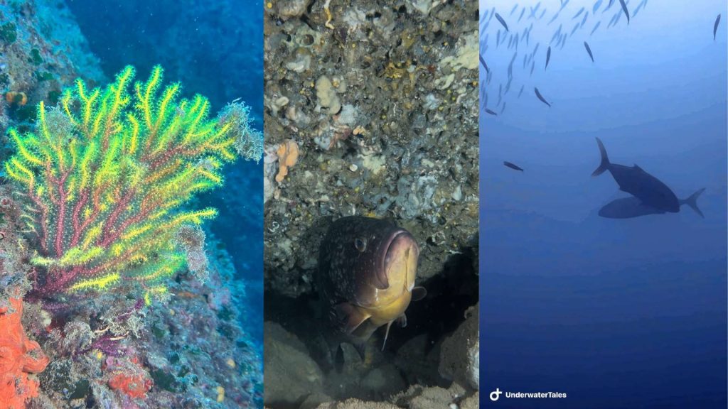 immersioni area protetta marina medas pesci