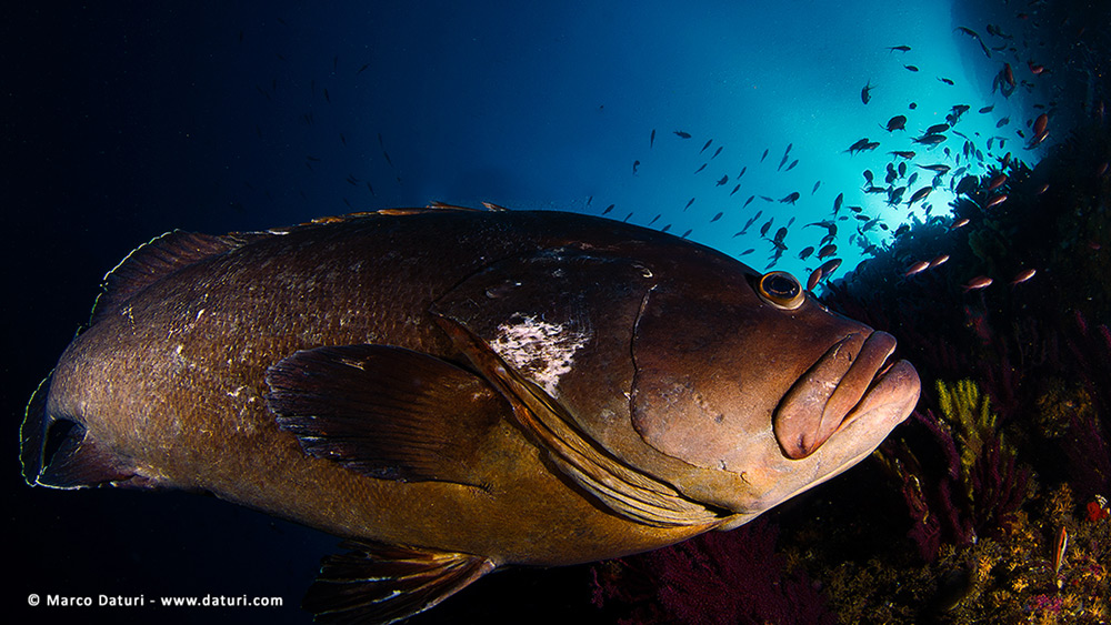 les illes medas immersioni