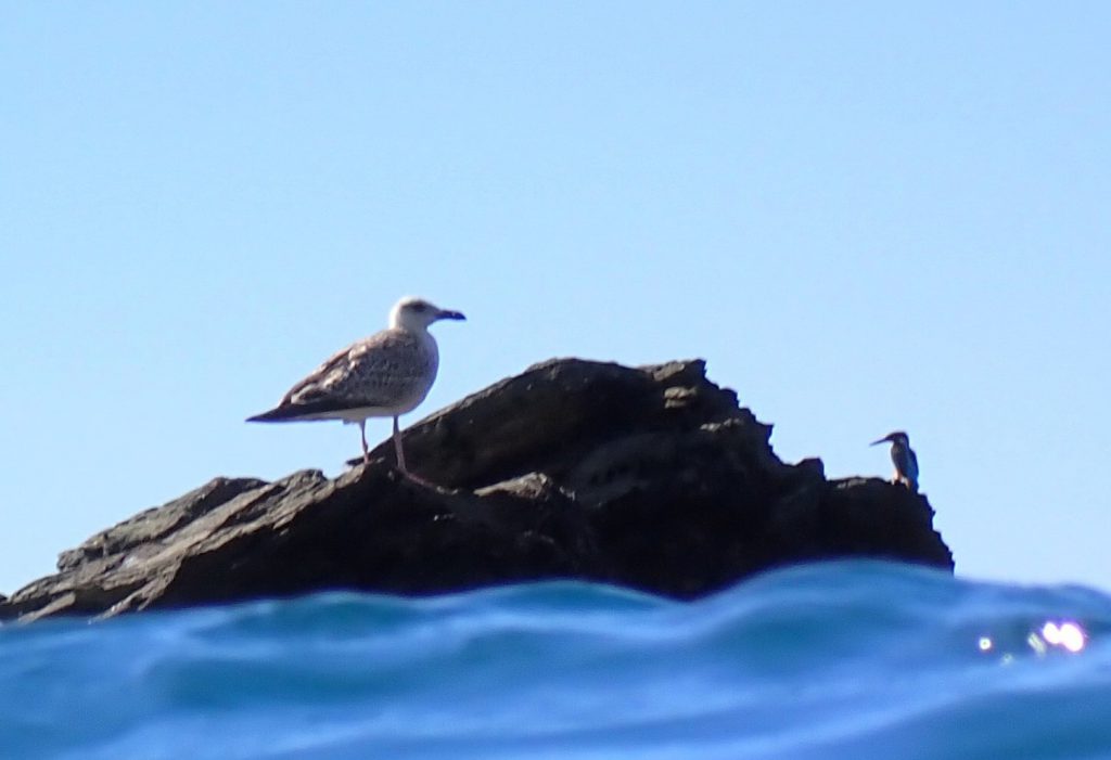 martin pescatore gabbiano scoglio mediterraneo