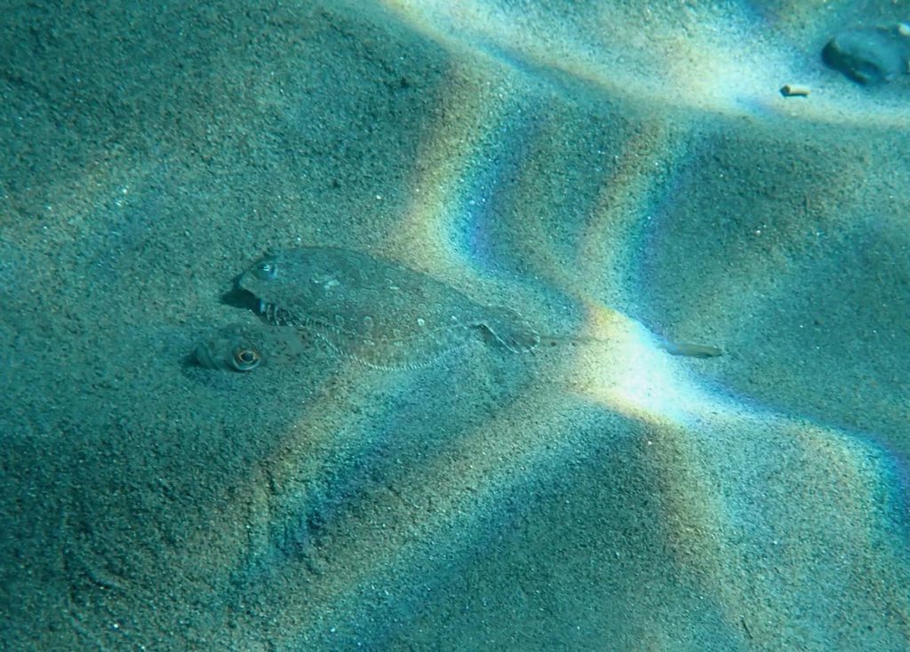 Rombo (Bothus podas) e tracina (Trachinus draco) mimetizzati sul fondale sabbioso, illuminati dai riflessi della luce solare in acque basse del Mediterraneo.