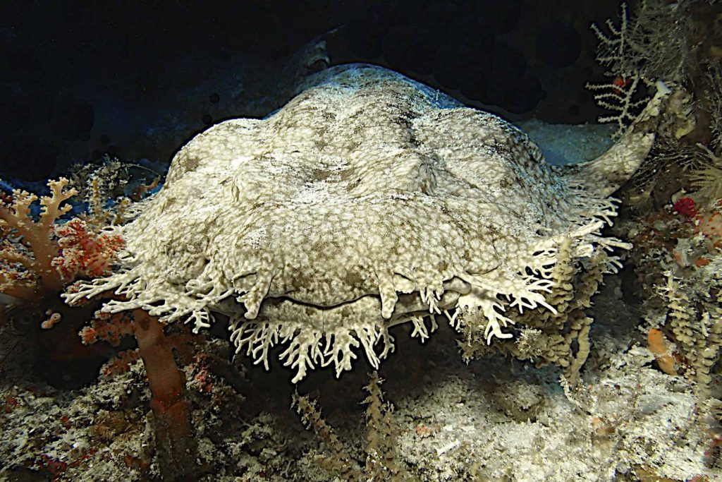 Squalo wobbegong tappeto in primo piano, perfettamente mimetizzato tra coralli e rocce sul fondale - Raja Ampat.