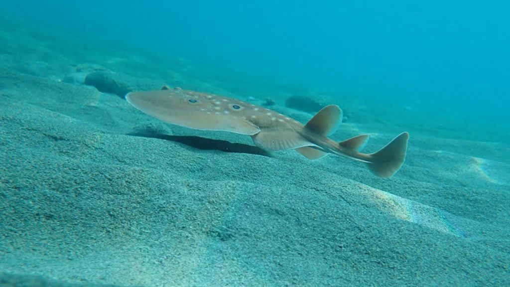 trigone dasyatis pastinaca fondale sabbioso