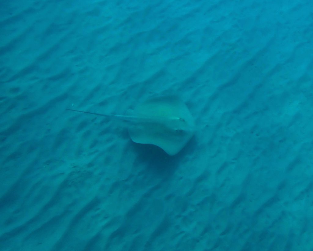 Trigone comune (Dasyatis pastinaca) che nuota sopra un fondale sabbioso ondulato, ripreso durante un’immersione in acque limpide del Mediterraneo.