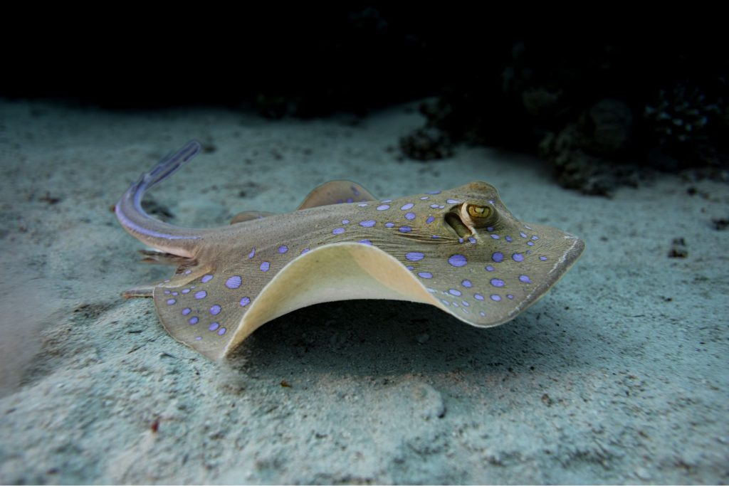 ocenara mar rosso crociera sub