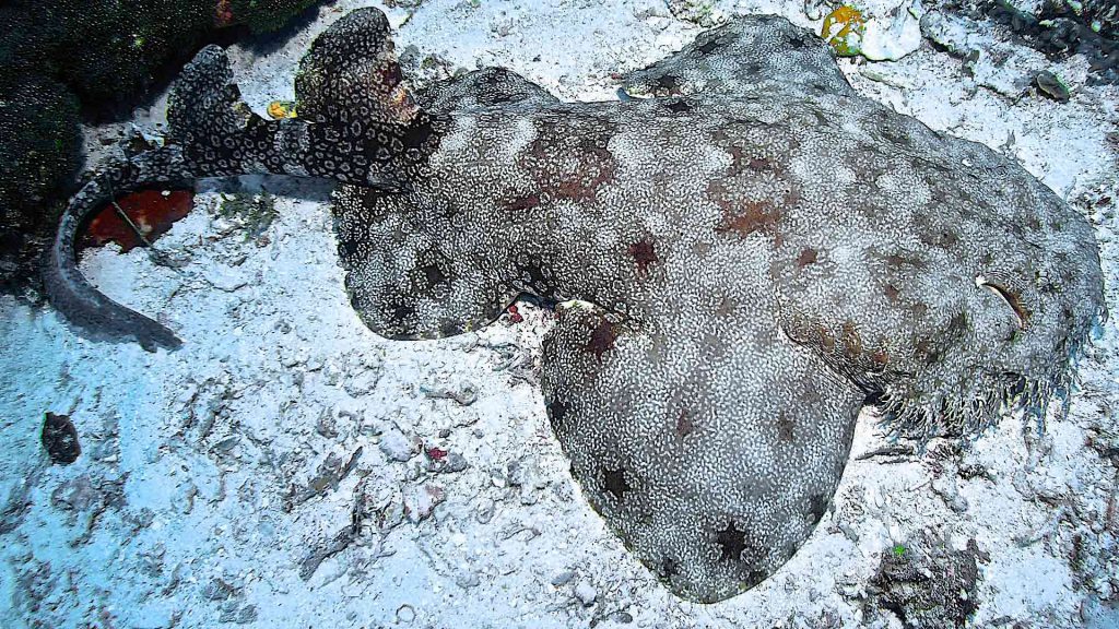 sSqualo tappeto Wobbegong