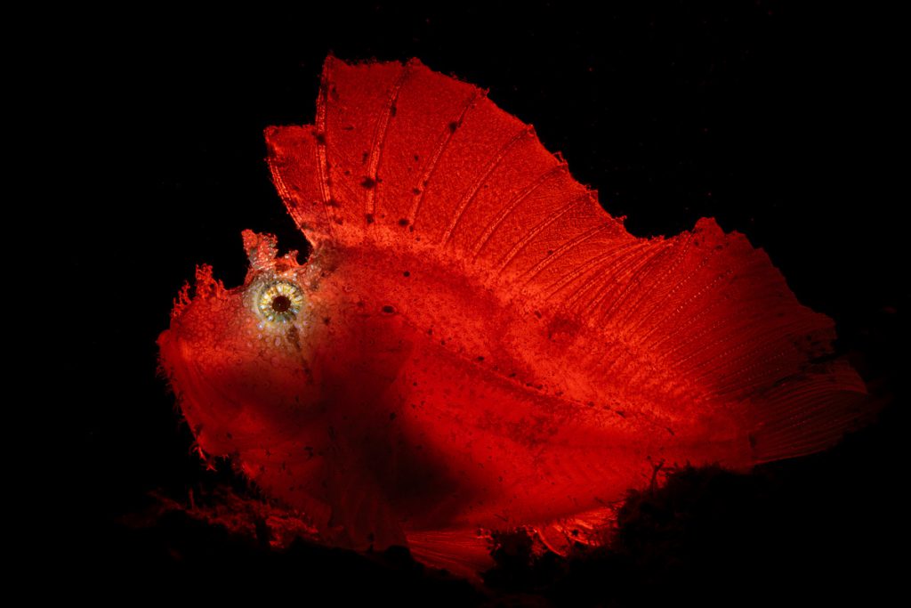 Leaf scorpionfish in red – Giancarlo Mazarese (3° classificato)