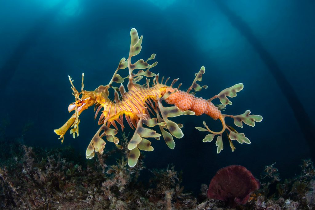 Sea dragon – Stefano Cerbai (1° classificato)
