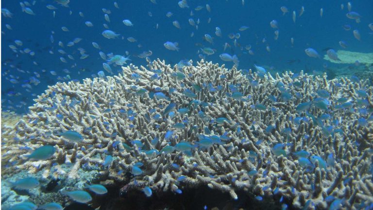 coralli maldive subacquea