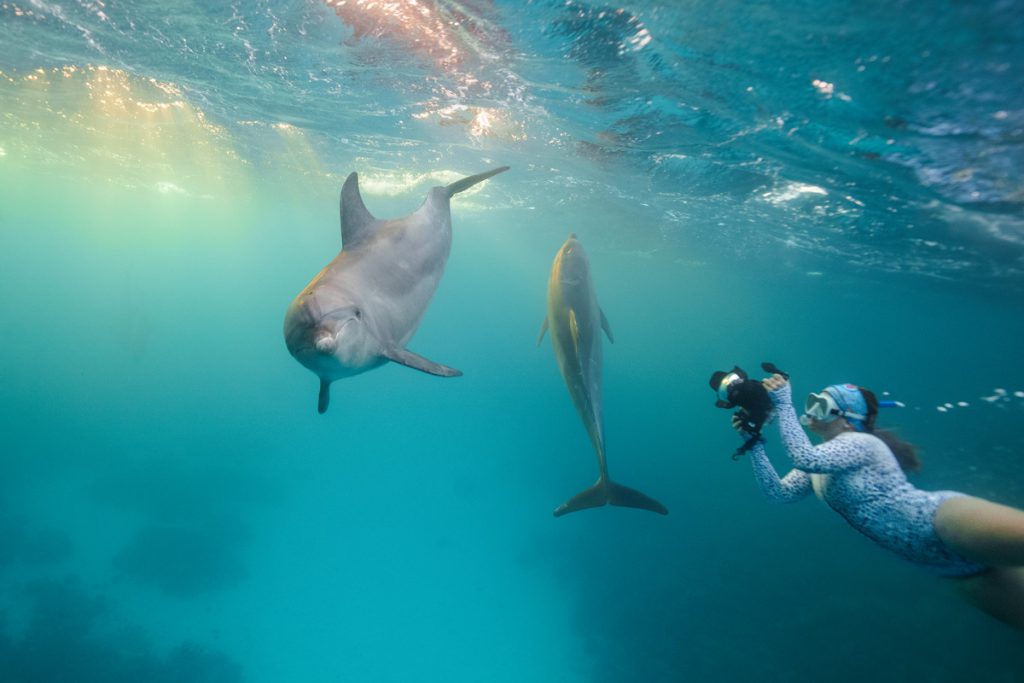 delfini nel Mar Rosso ripresi da una fotografa in snorkeling