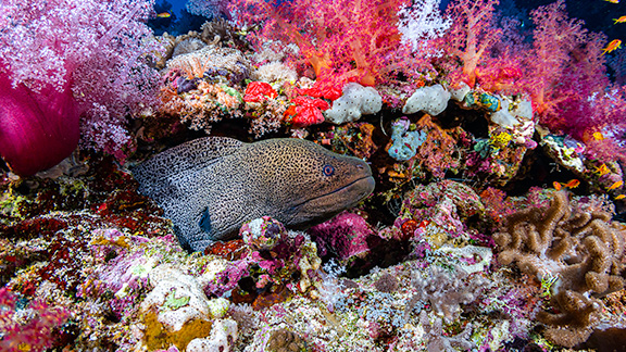 Murena gigante con manto maculato nascosta tra coralli rosa, rossi e bianchi in una barriera corallina tropicale