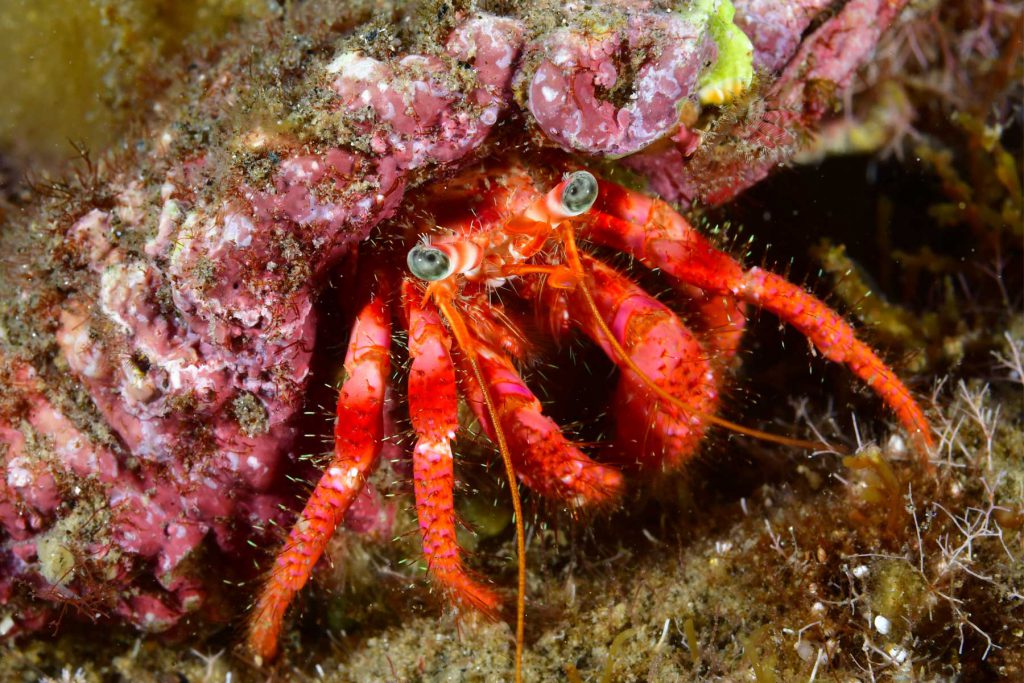 Primo piano di un paguro in simbiosi con attinia