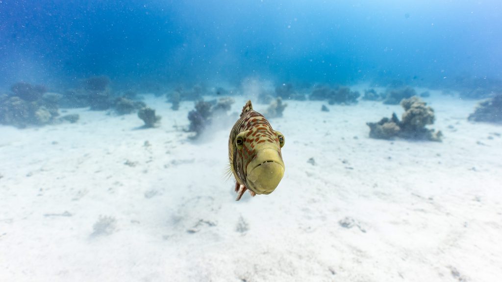 pesce-balestra-mar-rosso