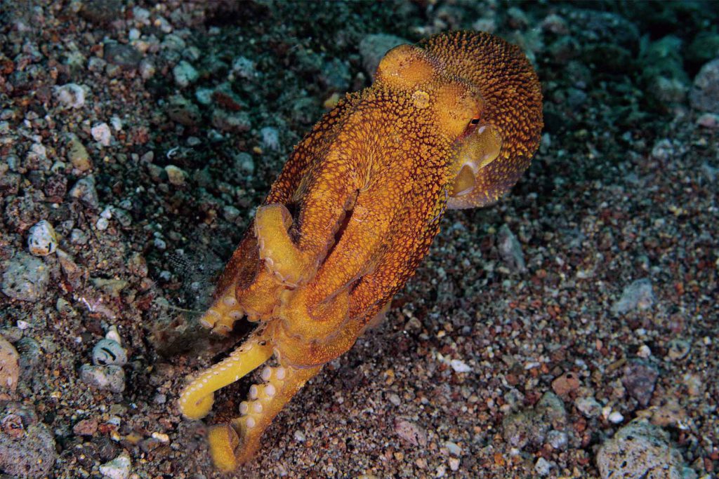Fotografia subacquea ravvicinata di un polpo Mototi con la pelle ruvida, di colore giallo-arancio brillante.
