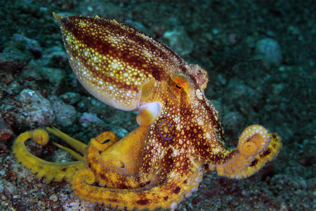 Polpo Mototi caratterizzato da una colorazione mimetica rossastra e biancastra.