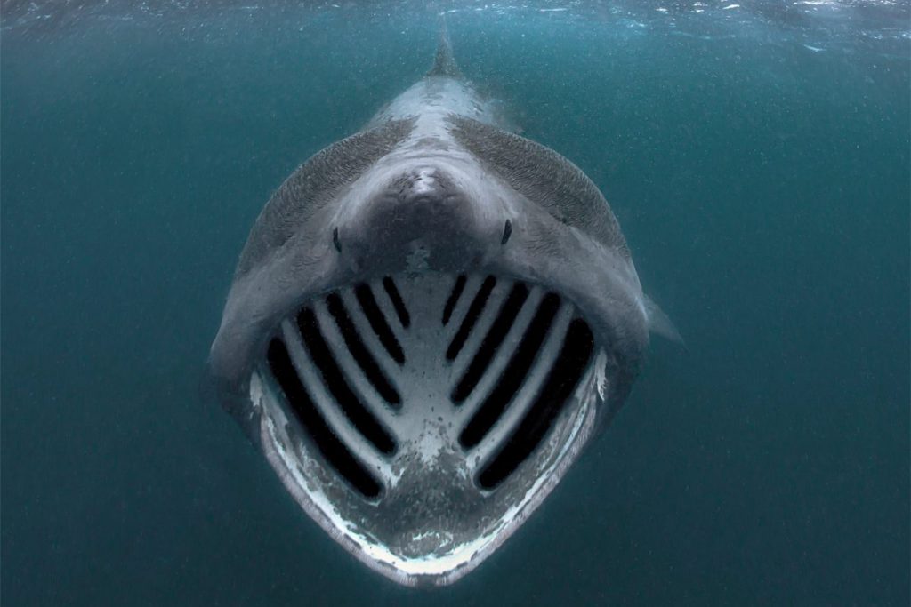 Echi Mare-2025: primo piano frontale subacqueo di uno squalo elefante con la bocca spalancata per filtrare l'acqua. Echi Mare-2025