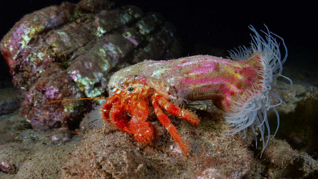 simbiosi paguro e attinia