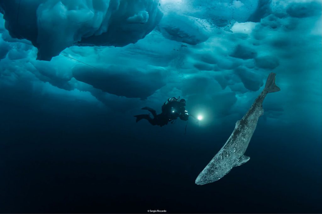 Echi Mare-2025: subacqueo che illumina una scultura naturale di ghiaccio a forma di squalo sotto la superficie ghiacciata dell'oceano.