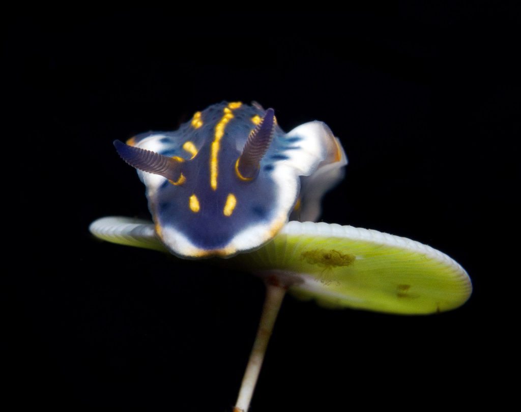 Marco Fantin – Secondo classificato, categoria Mediterraneo