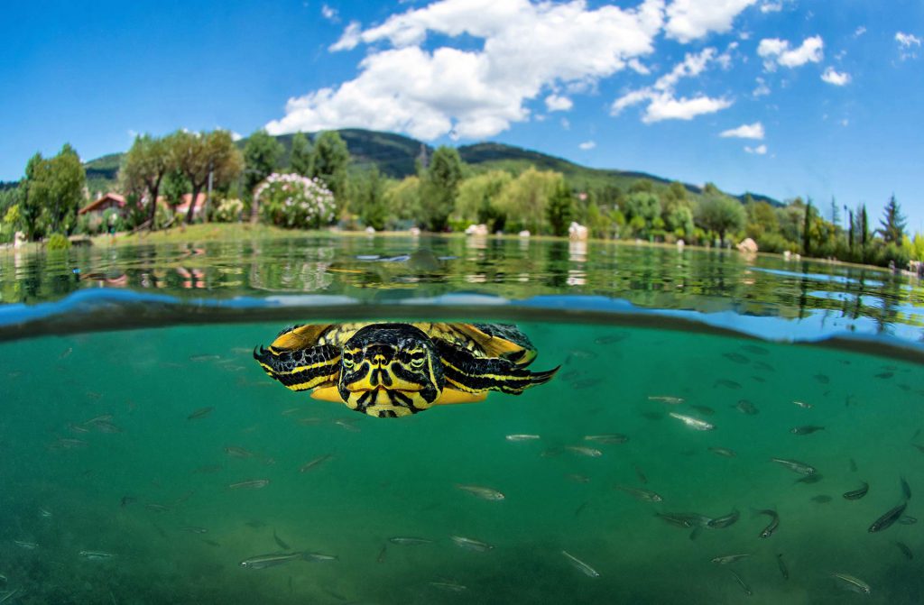 Salvatore Ianniello – Terzo classificato, categoria Acque dolci