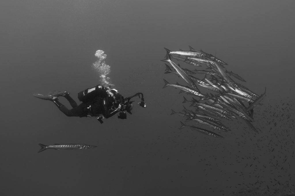 Marco Tagliabue – Terzo classificato, categoria Pesci e sub.