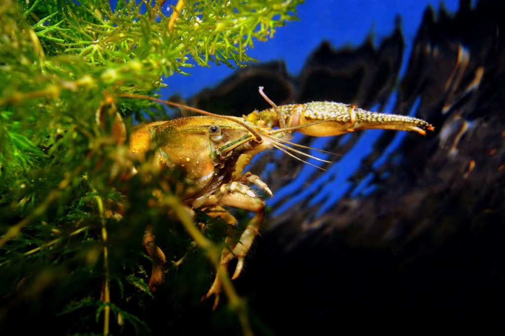 GAMBERO-D'ACQUA-DOLCE-(Orconectes-limosus)-13cm-adriano-marchiori